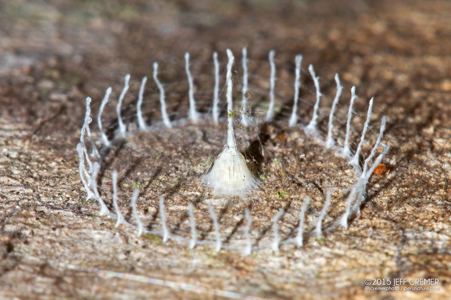 Arsitek Terkecil Di Dunia